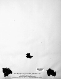 Umbilicaria hyperborea image